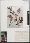 Foto von Salix reticulata L. x Salix waldsteiniana Willd.
